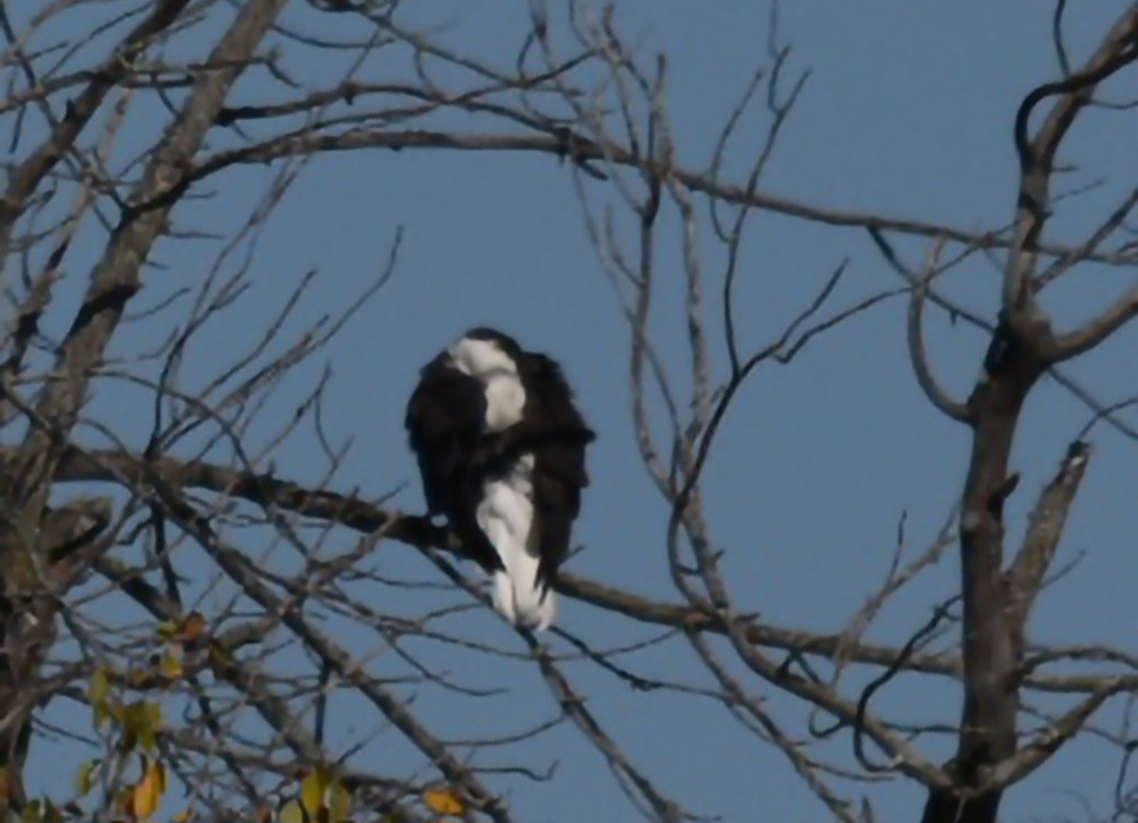 Bald Eagle - ML643415879