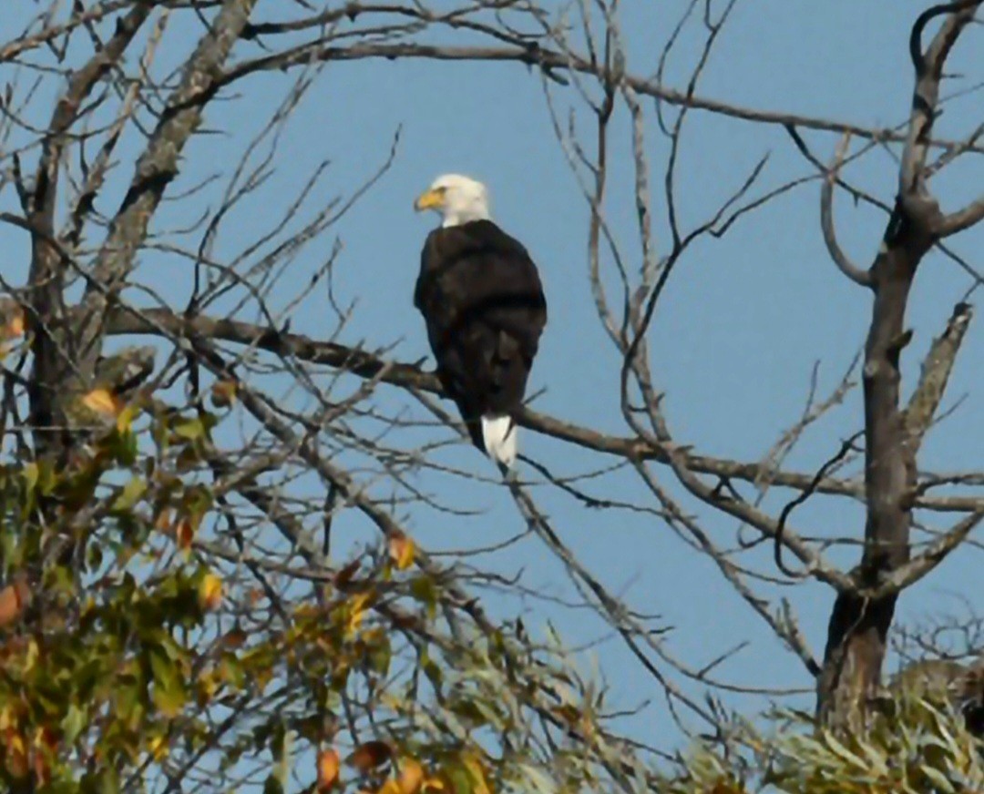 Bald Eagle - ML643415880