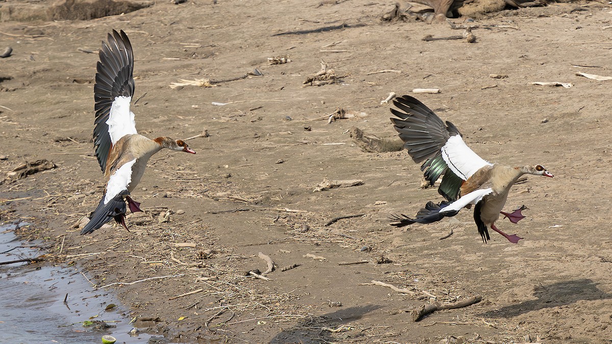 Nil Kazı - ML643415883