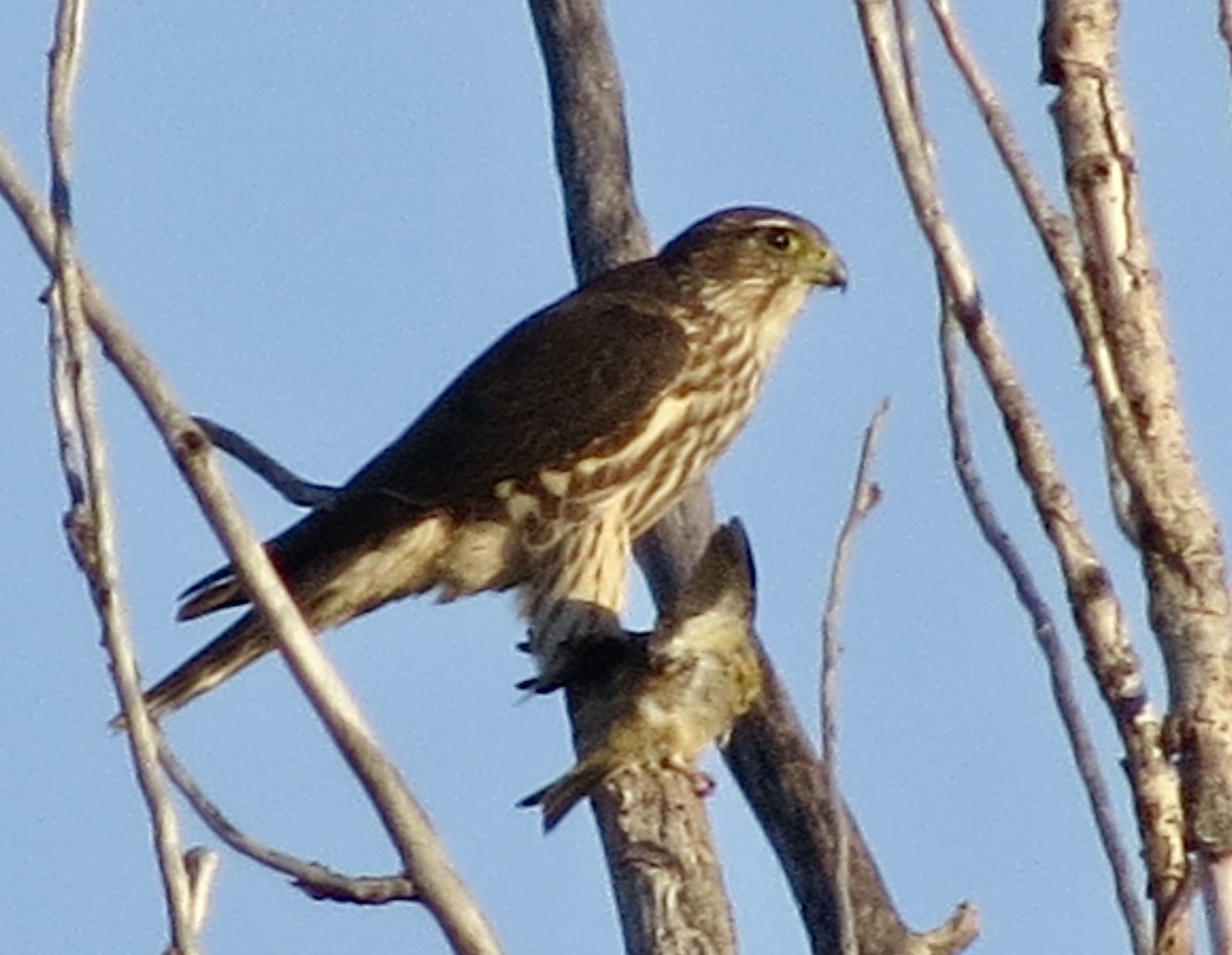 Merlin - ML643415885