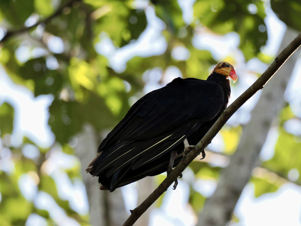 Greater Yellow-headed Vulture - ML643415887
