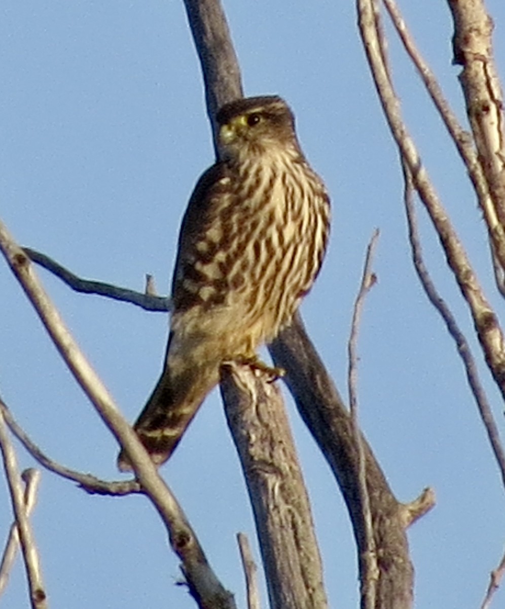 Merlin - ML643415894