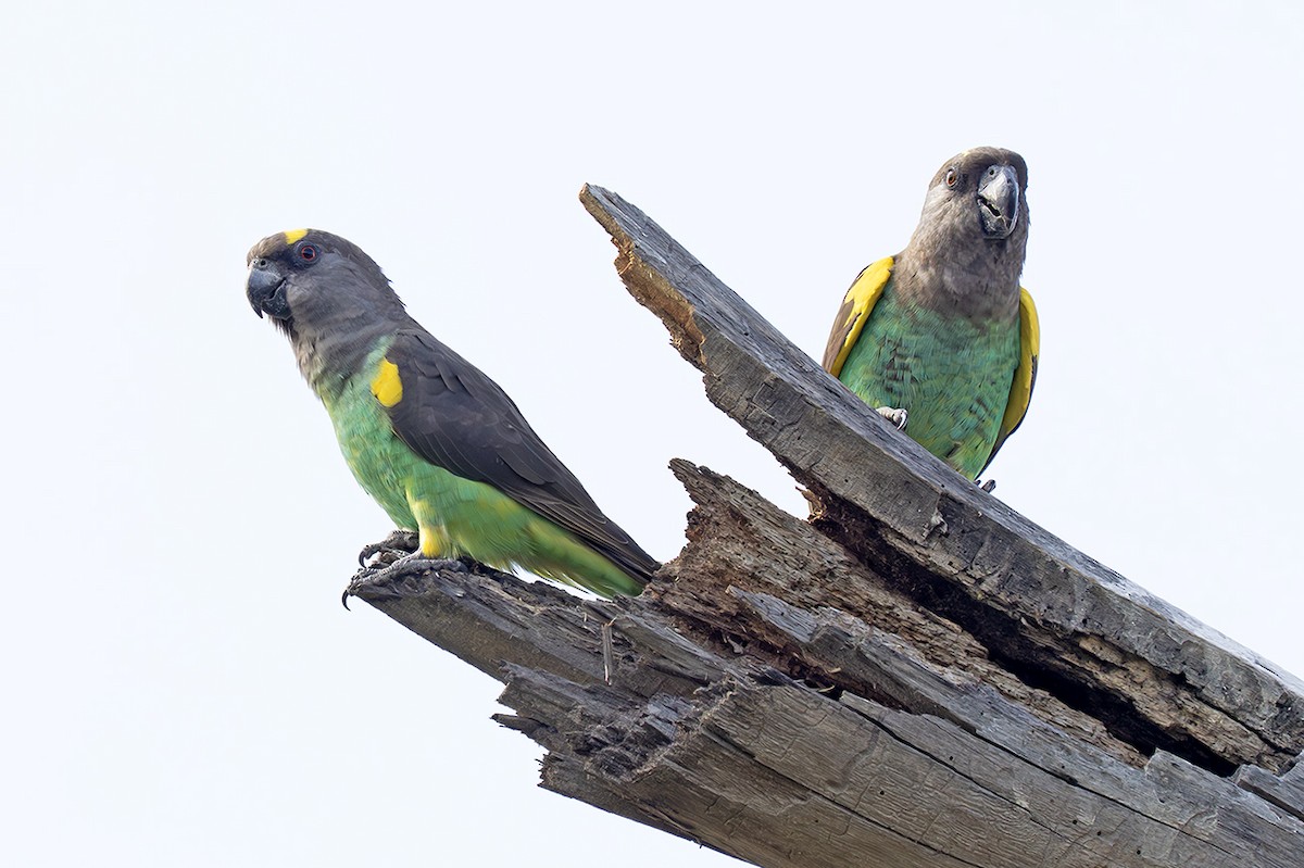 gulissepapegøye - ML643415905