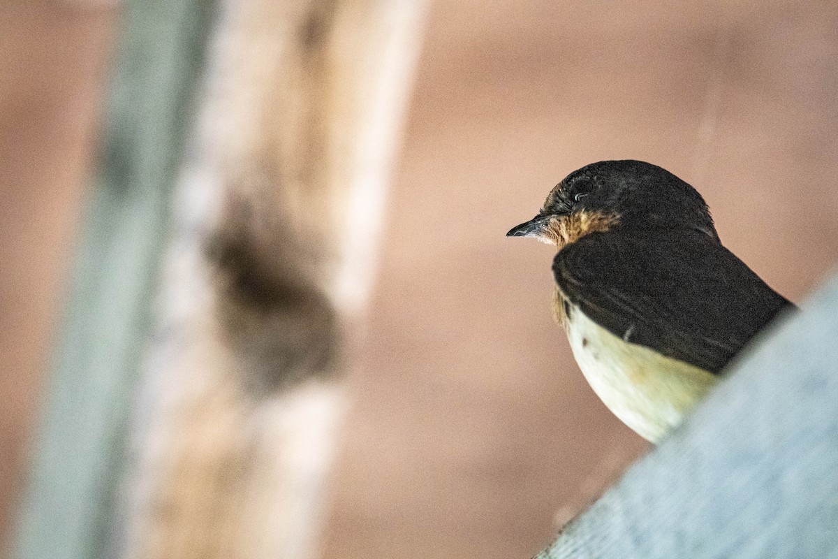 Barn Swallow - ML643415909