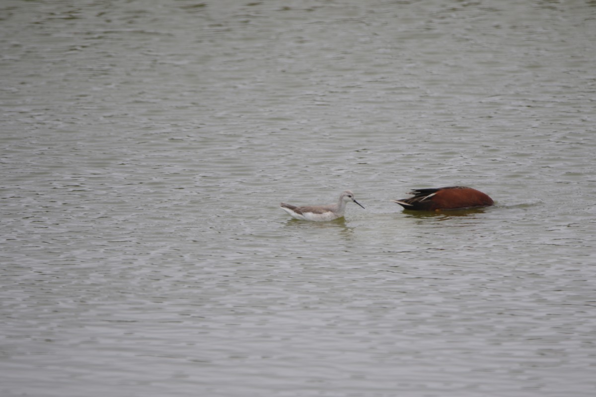 Phalarope de Wilson - ML643415918