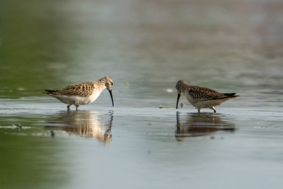 Curlew Sandpiper - ML643415919