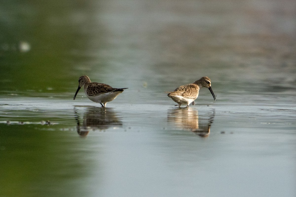 Curlew Sandpiper - ML643415921