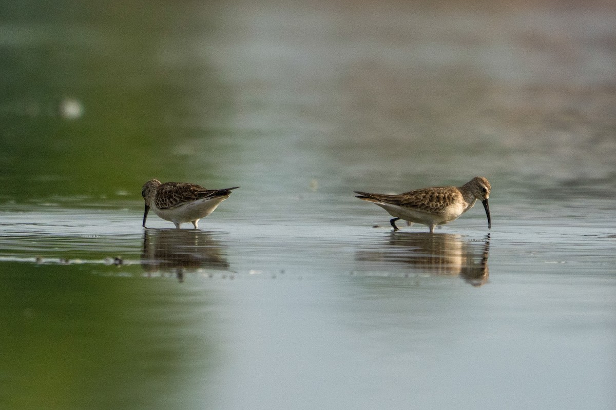 Curlew Sandpiper - ML643415922