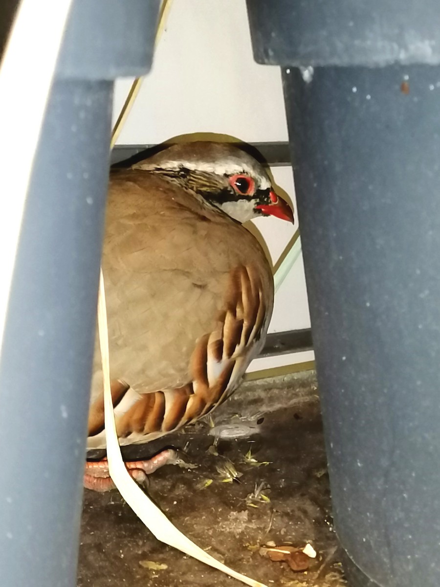 Red-legged Partridge - ML643415930