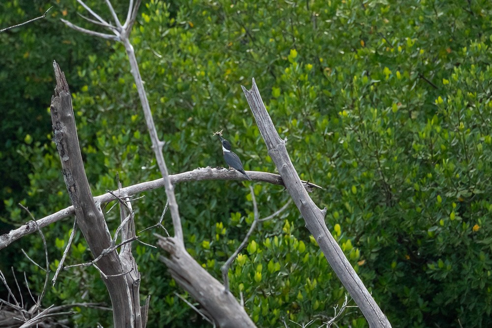 Belted Kingfisher - ML643415948