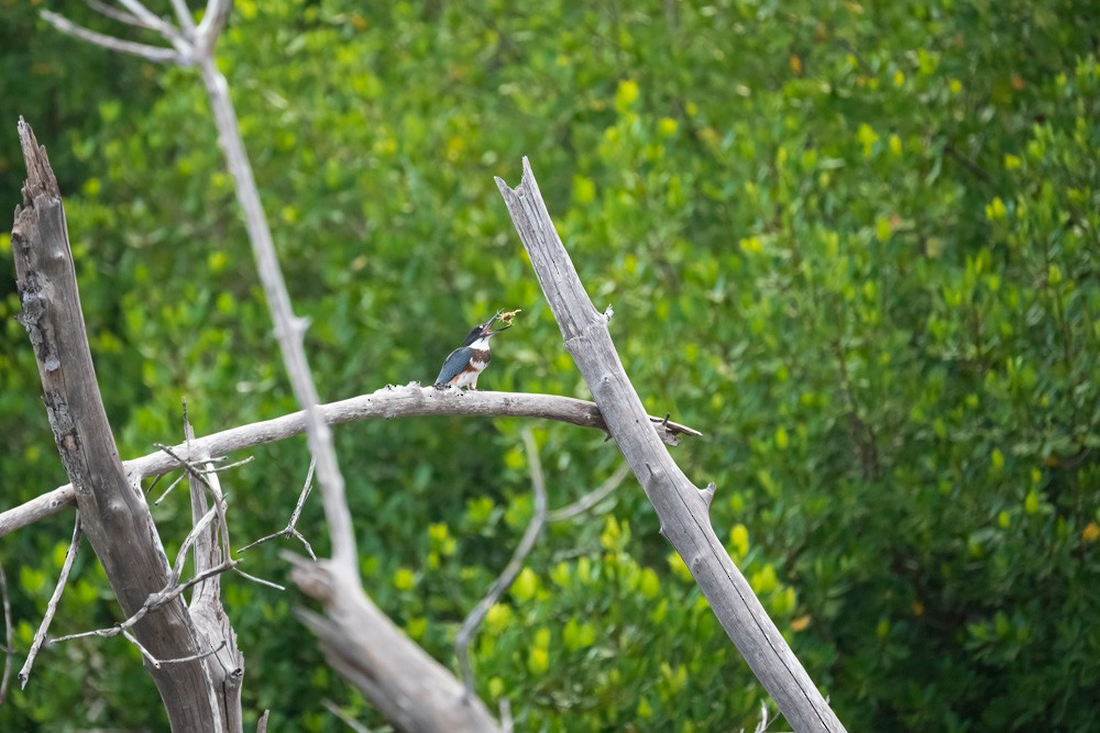 Belted Kingfisher - ML643415950