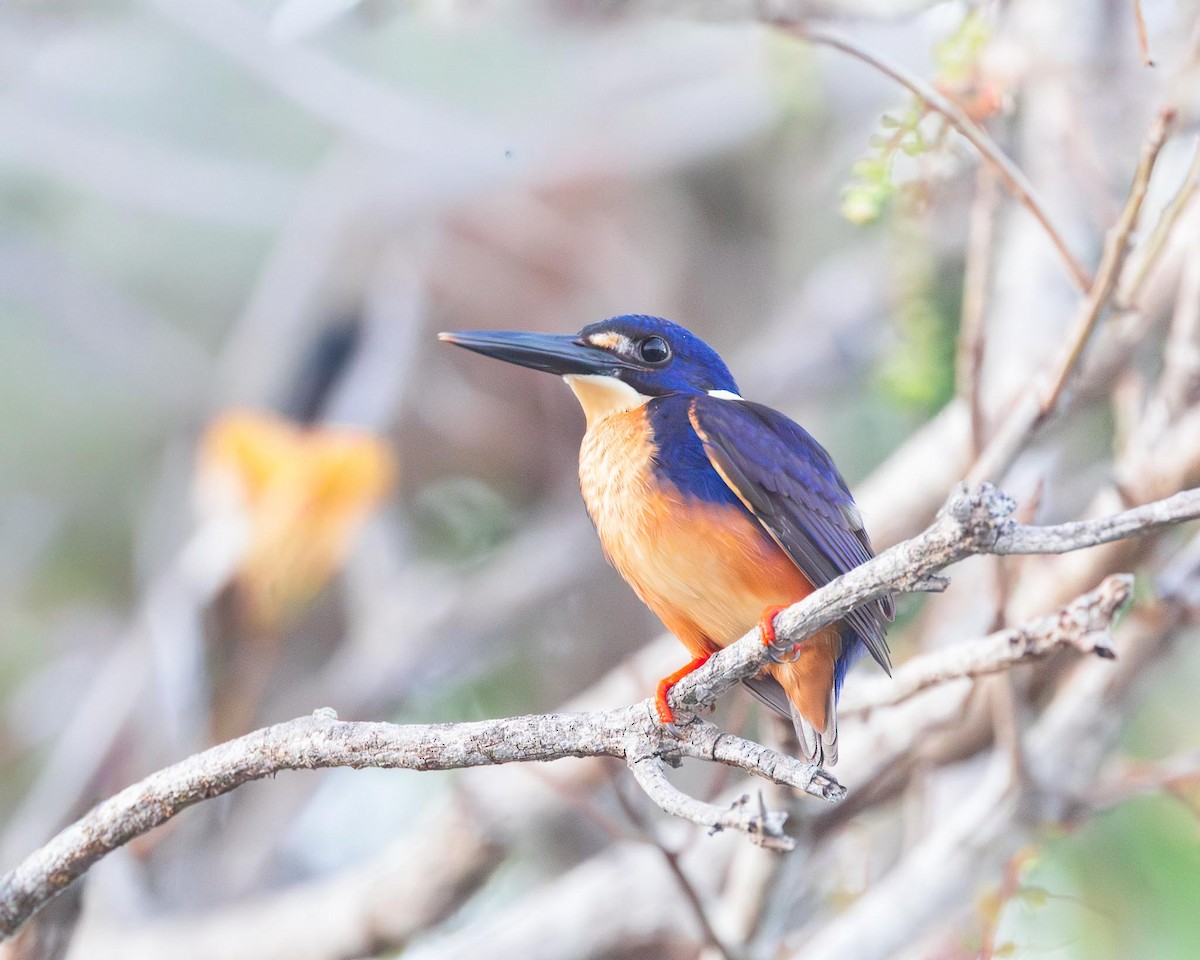 Azure Kingfisher - ML643415961