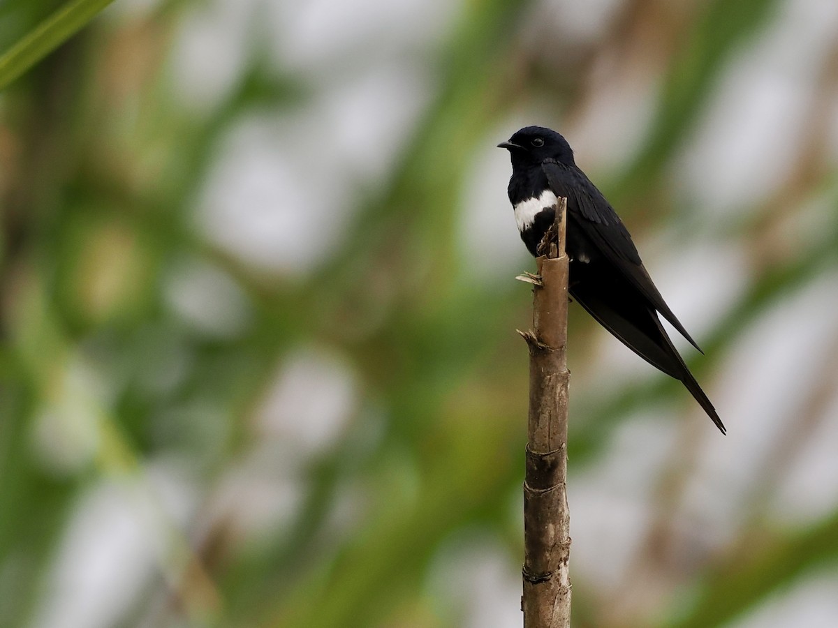 White-banded Swallow - ML643415974