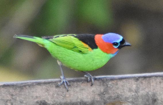 Red-necked Tanager - ML643415976