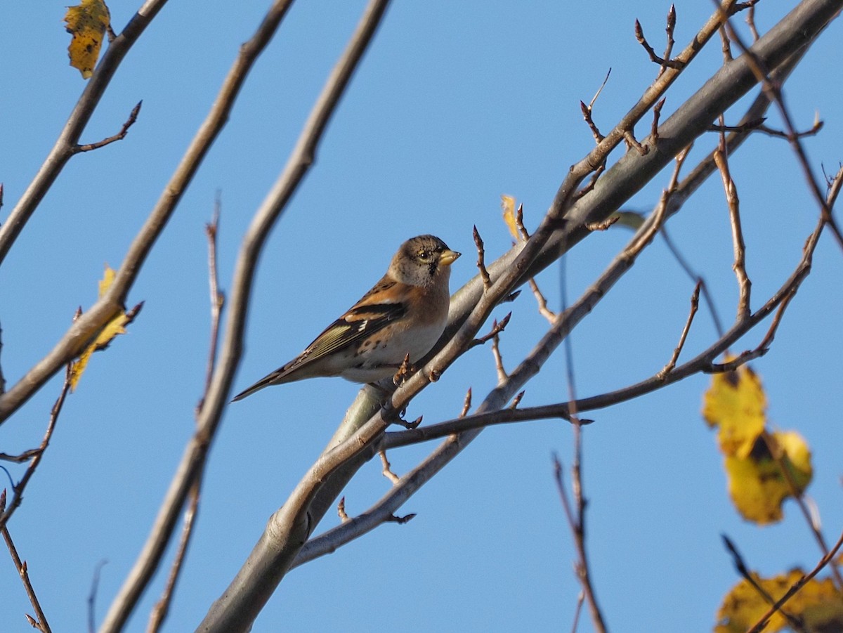 Brambling - ML643415979