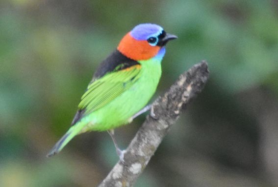 Red-necked Tanager - ML643415983
