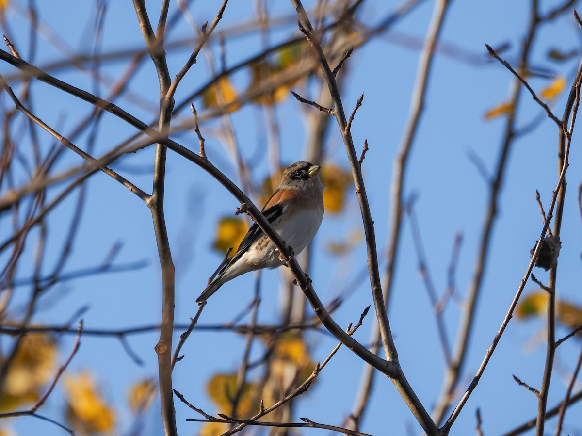 Brambling - ML643415988