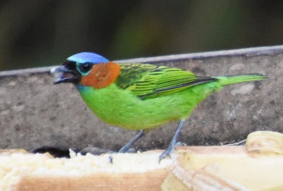 Red-necked Tanager - ML643415992