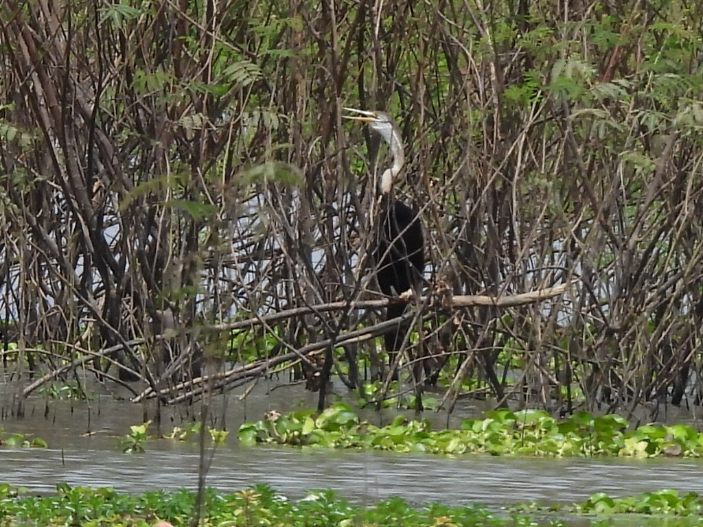 Oriental Darter - ML643415995
