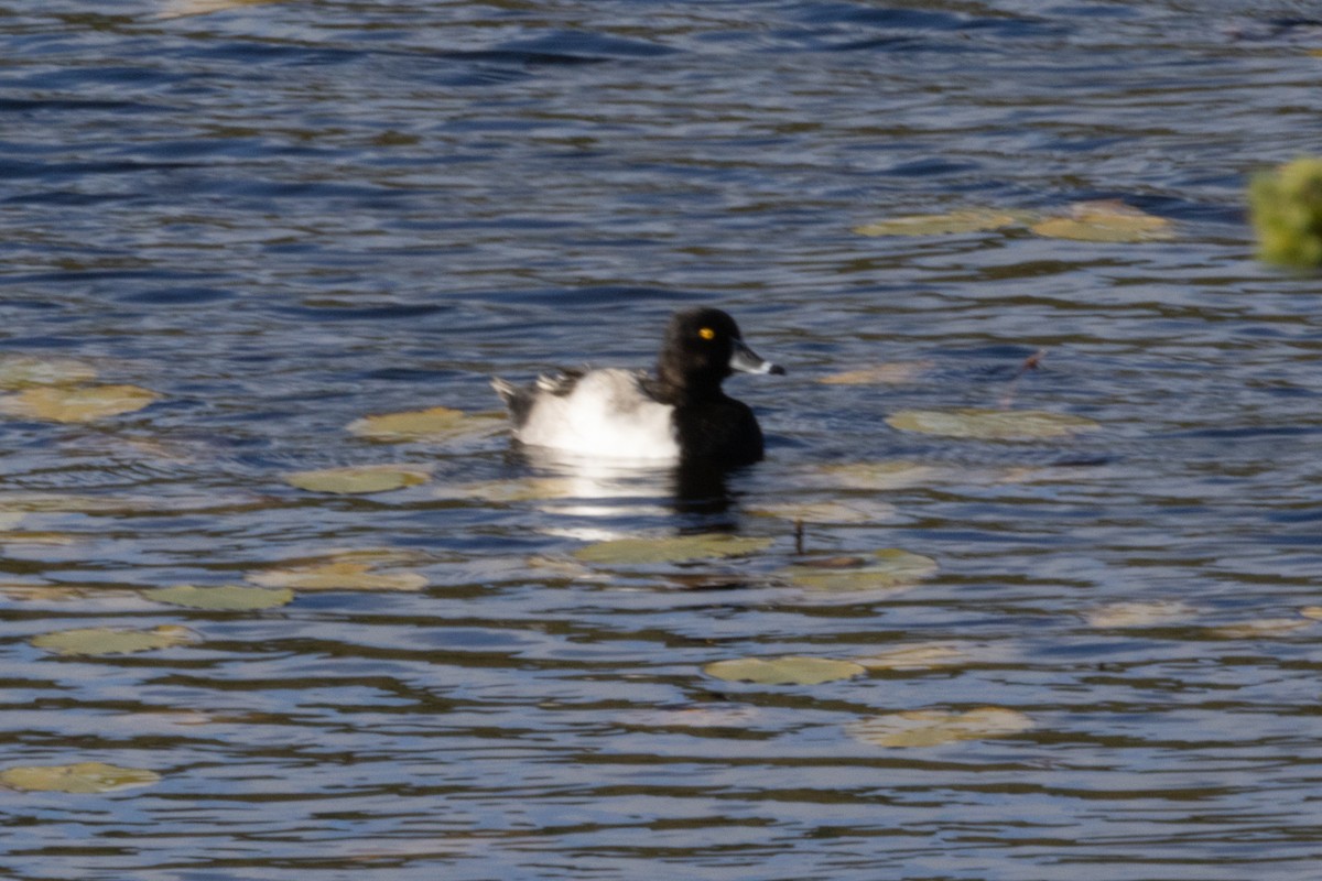 Ring-necked Duck - ML643416000