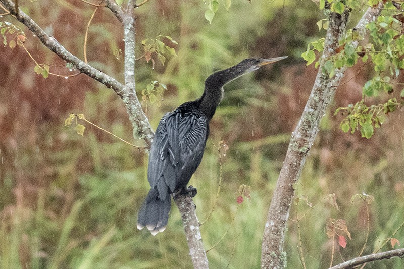 Anhinga - ML643416001