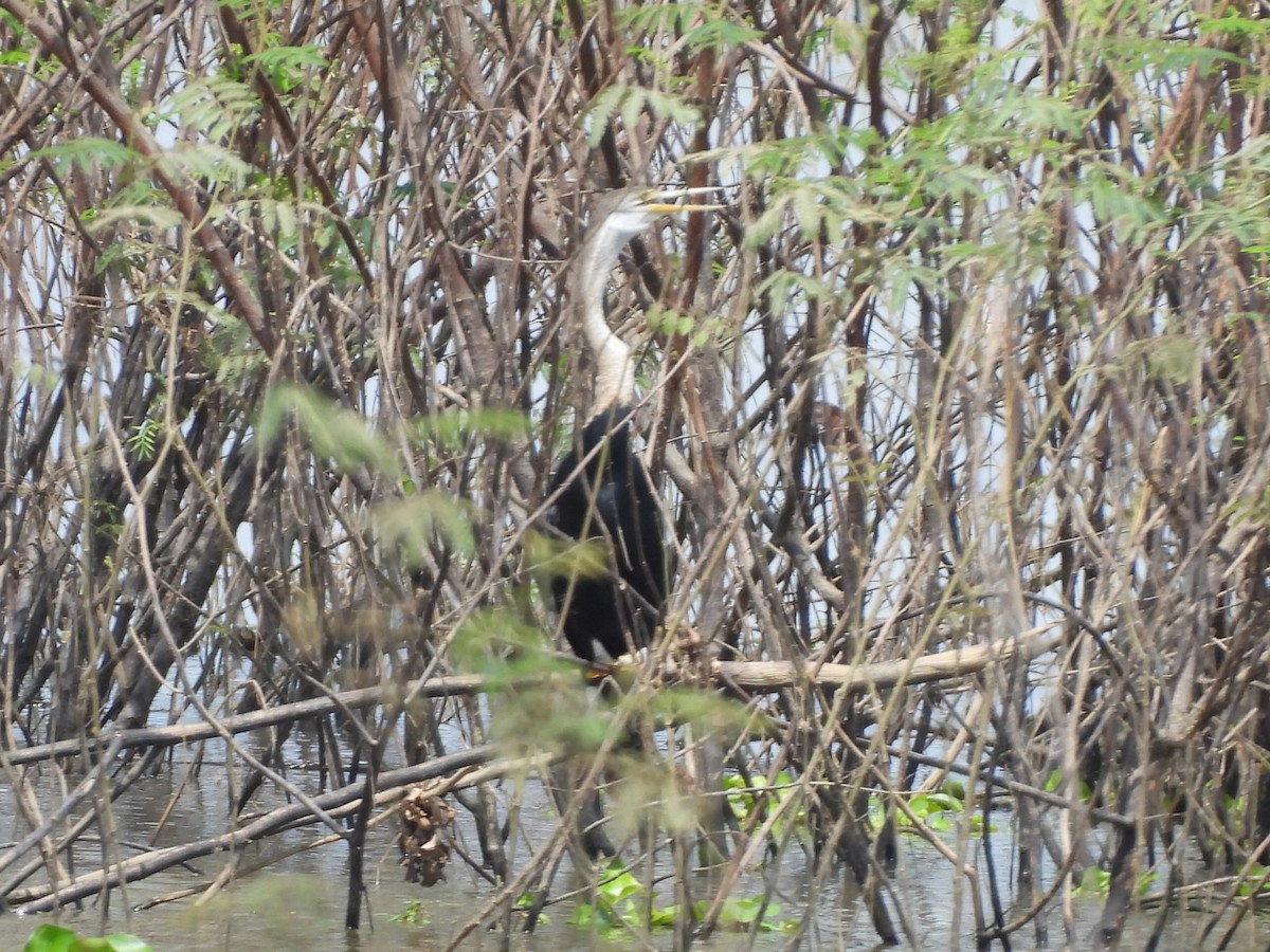 Oriental Darter - ML643416005