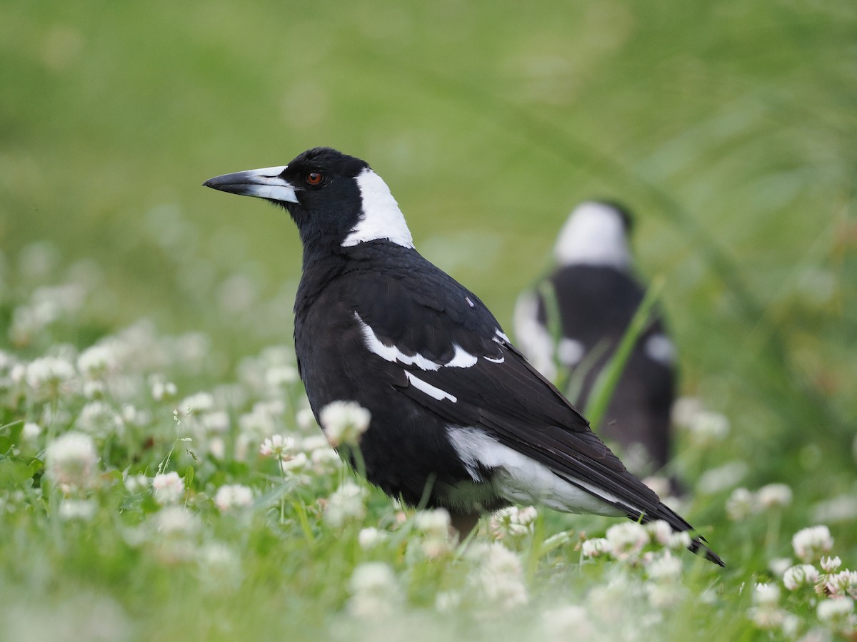 Australian Magpie - ML643416028