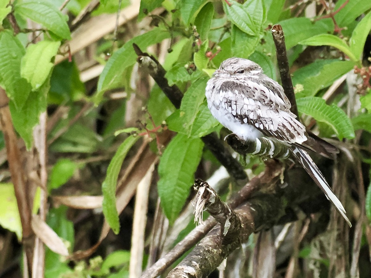 Ladder-tailed Nightjar - ML643416038