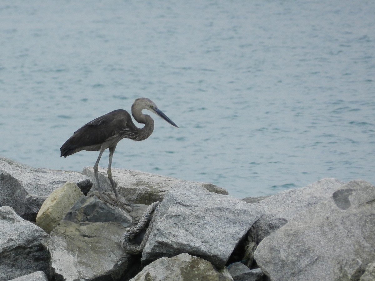 Great-billed Heron - ML643416064