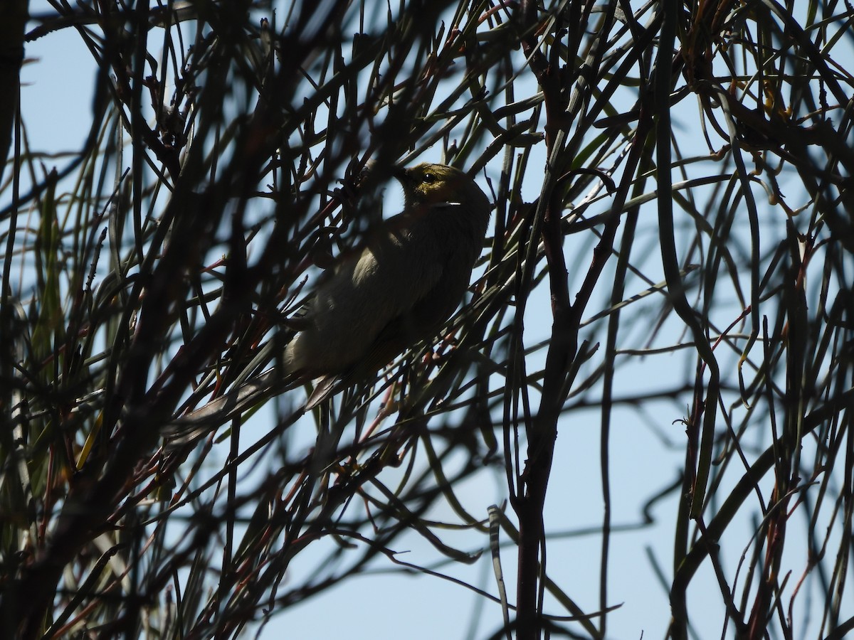 White-plumed Honeyeater - ML643416067