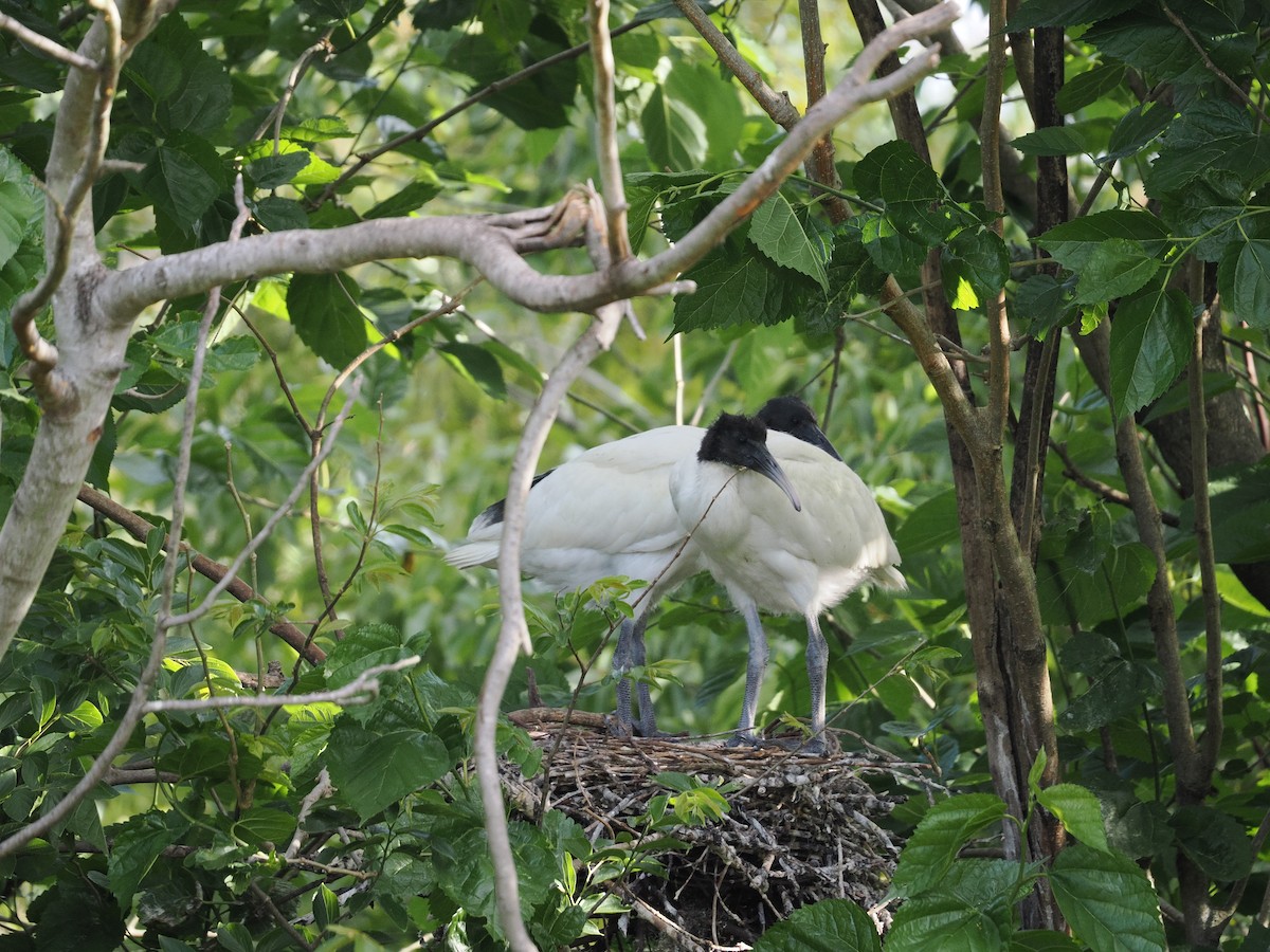Australian Ibis - ML643416077