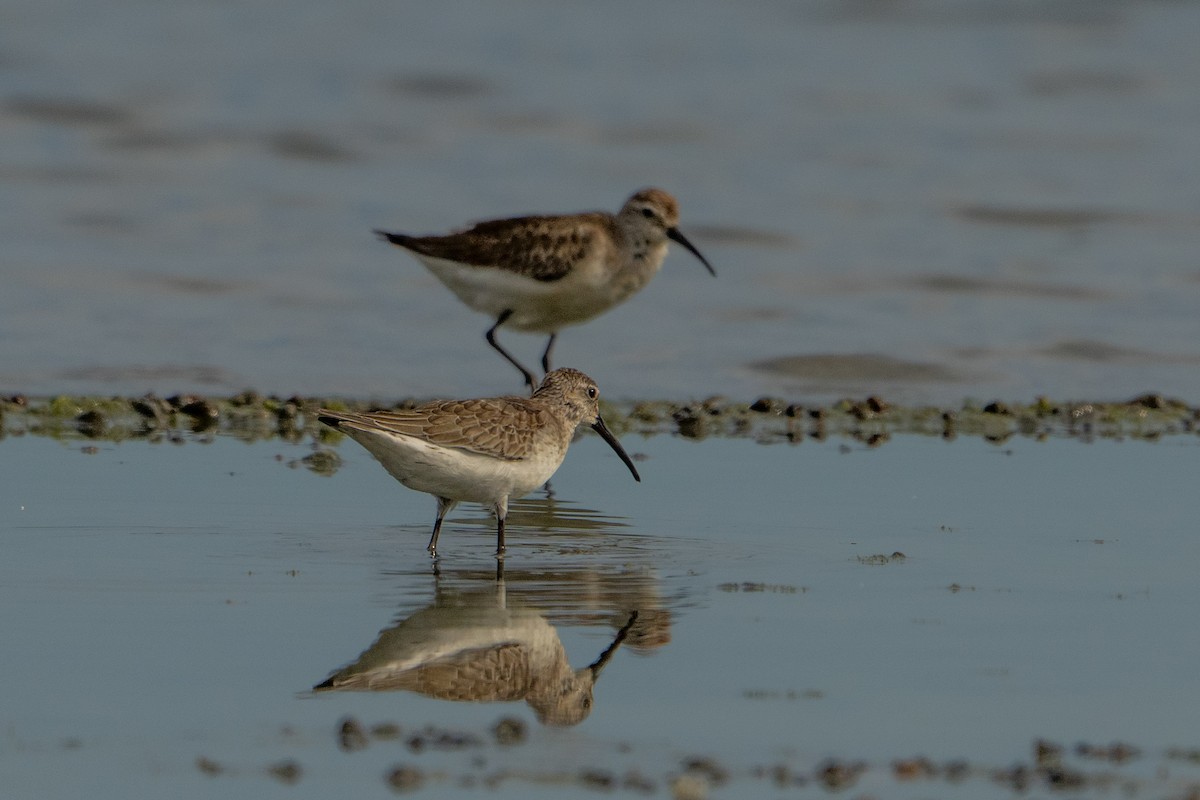 Curlew Sandpiper - ML643416079