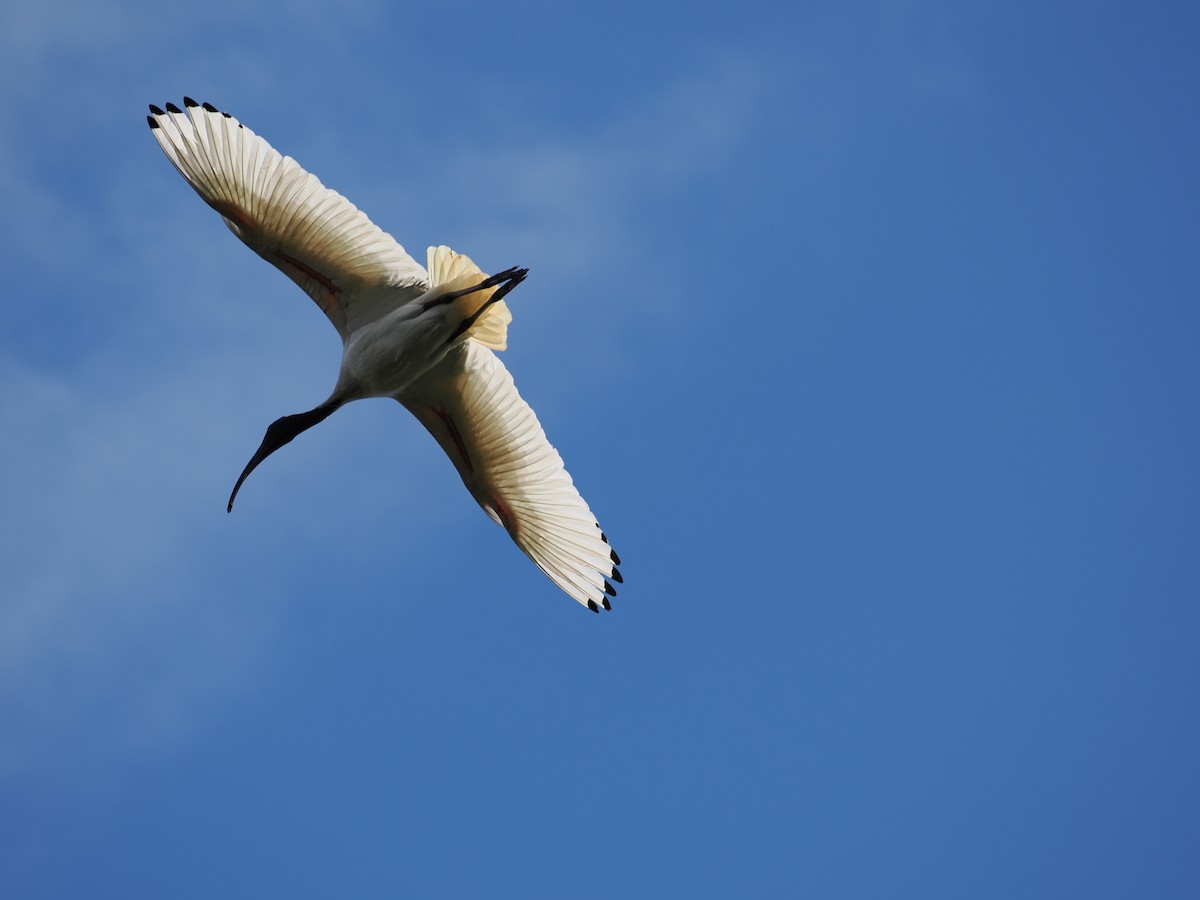 Australian Ibis - ML643416083