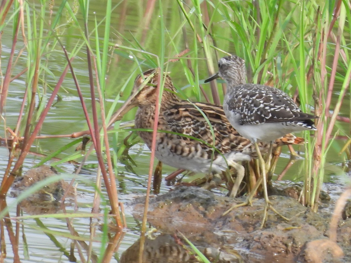 Pin-tailed Snipe - ML643416114