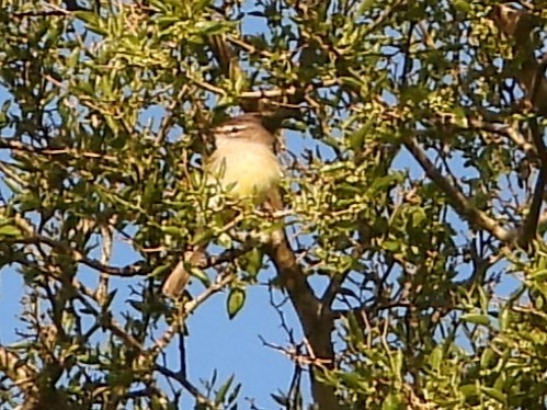 White-crested Tyrannulet - ML643416122