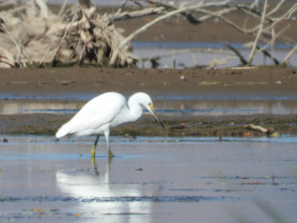 Snowy Egret - ML643416124