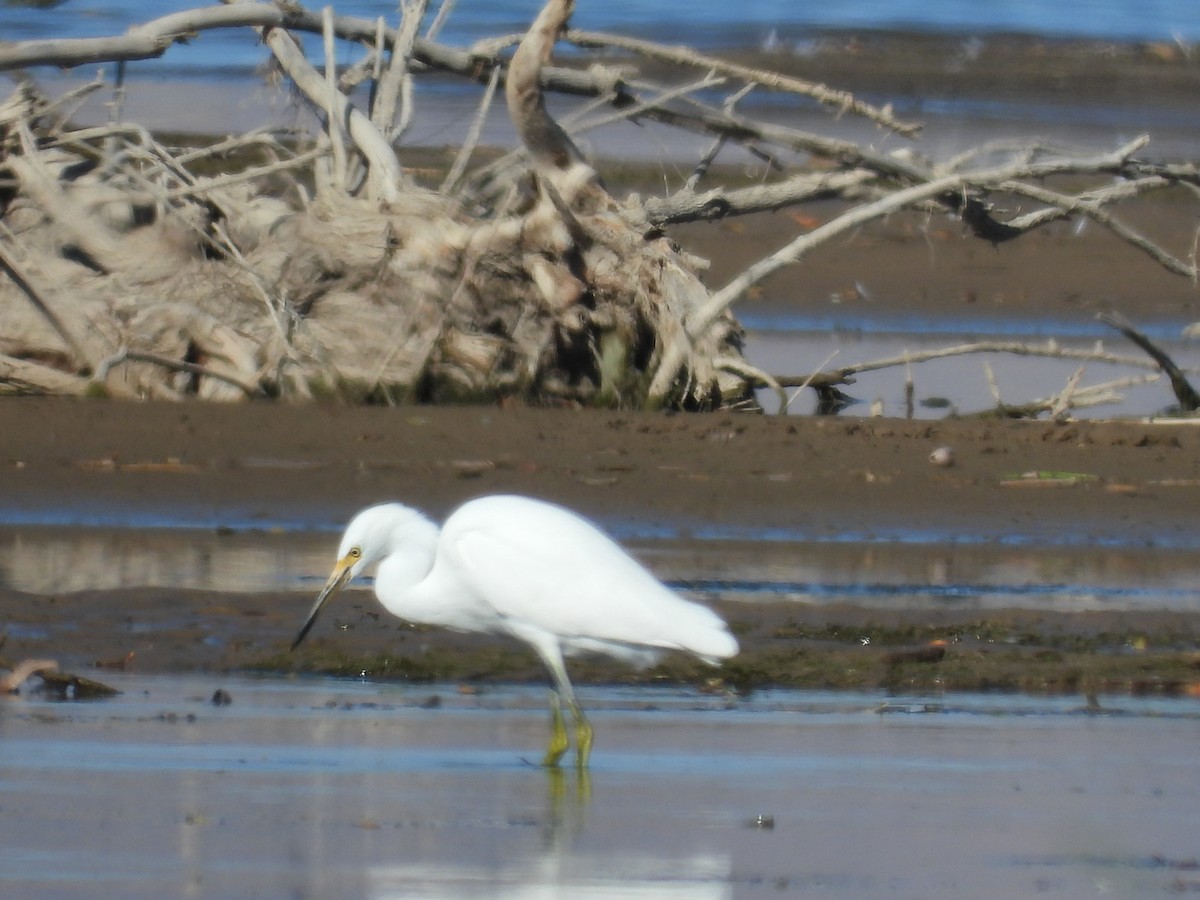 Snowy Egret - ML643416125