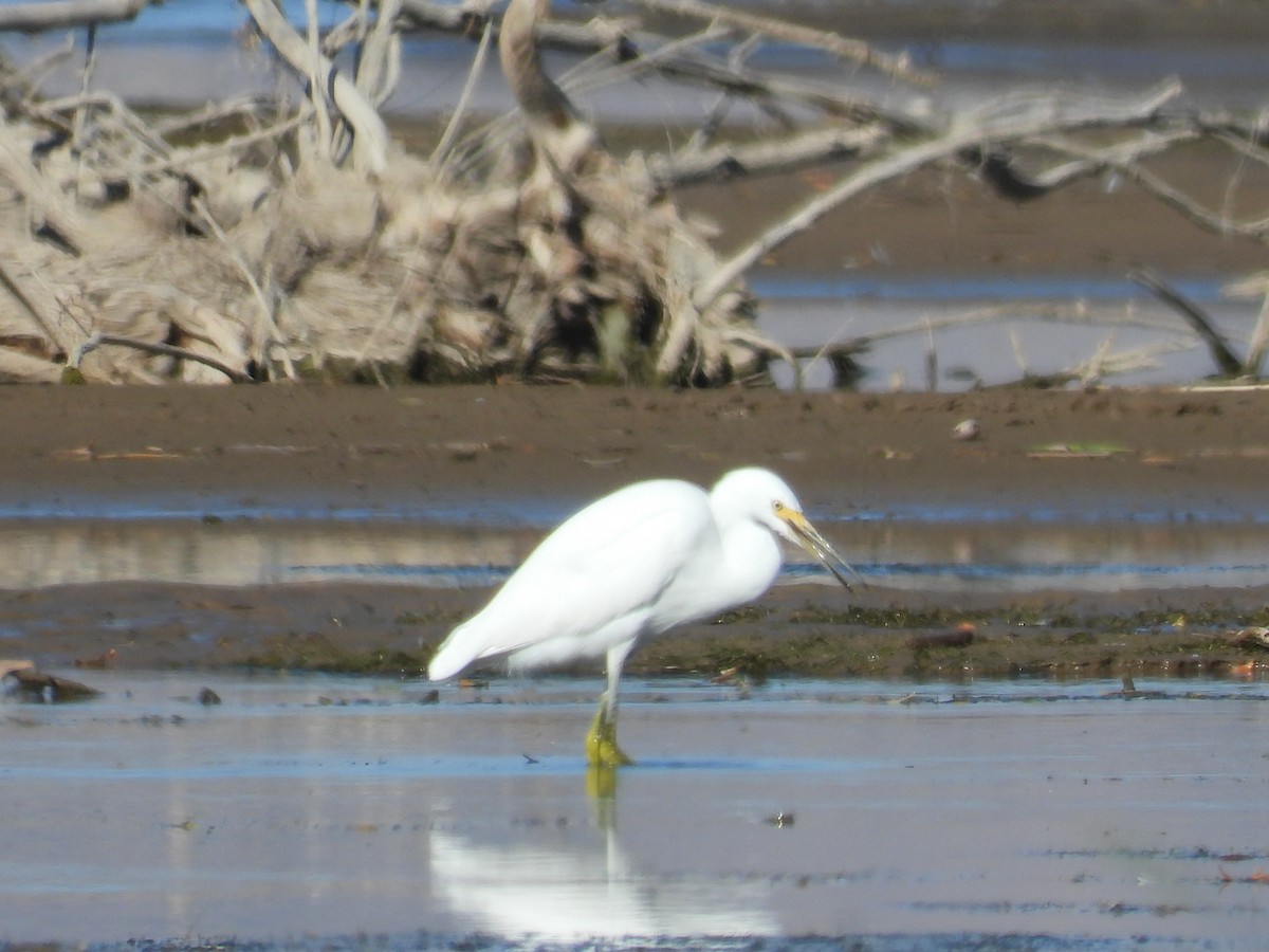 Snowy Egret - ML643416126