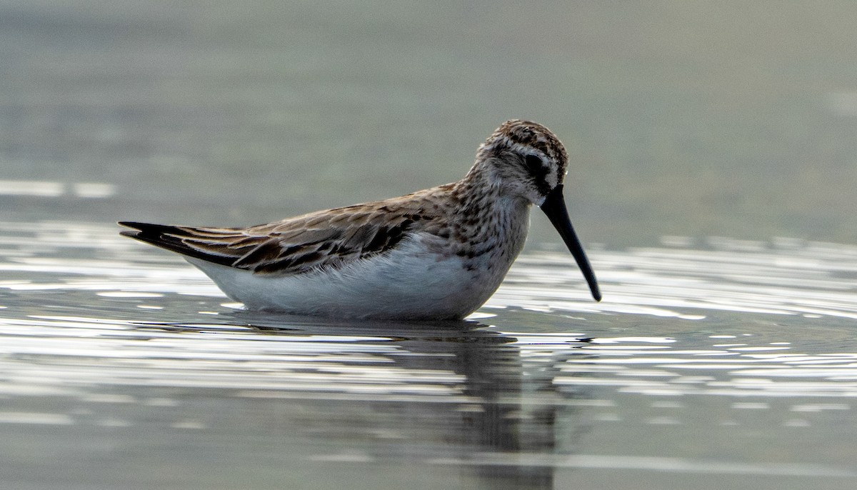 Broad-billed Sandpiper - ML643416127