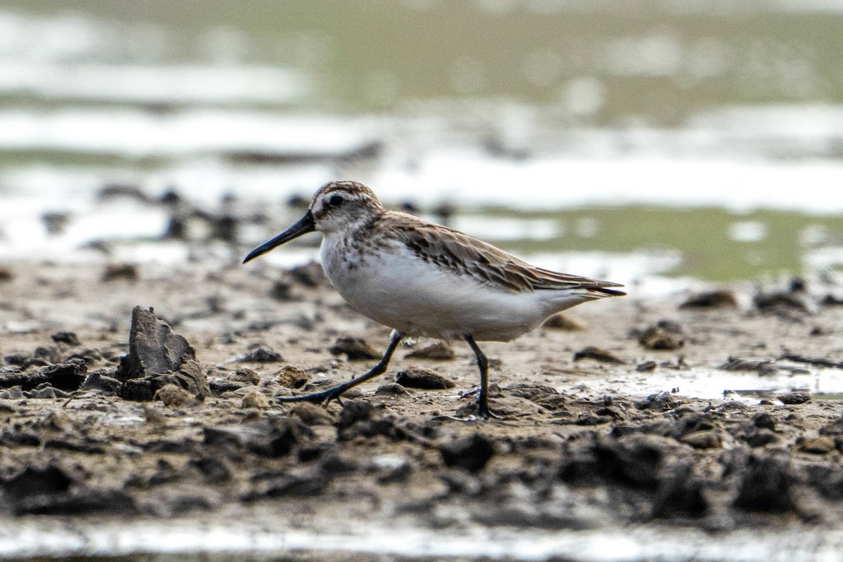 Broad-billed Sandpiper - ML643416128