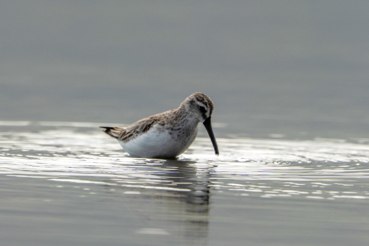 Broad-billed Sandpiper - ML643416129