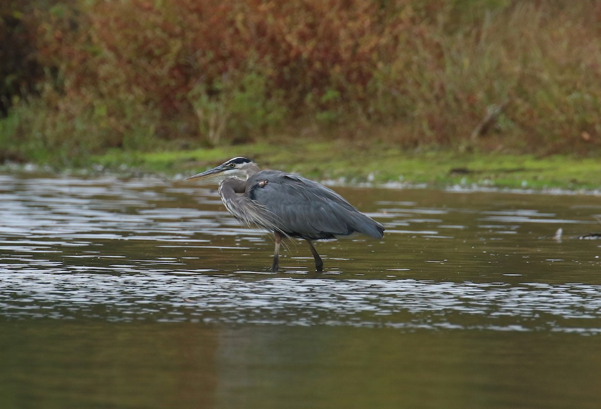 Great Blue Heron - ML643416130
