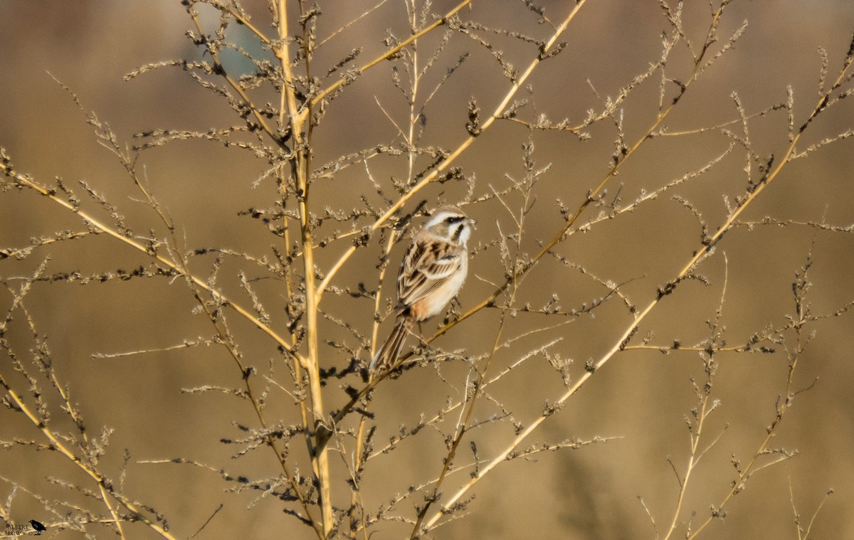 Rufous-backed Bunting - ML643416139