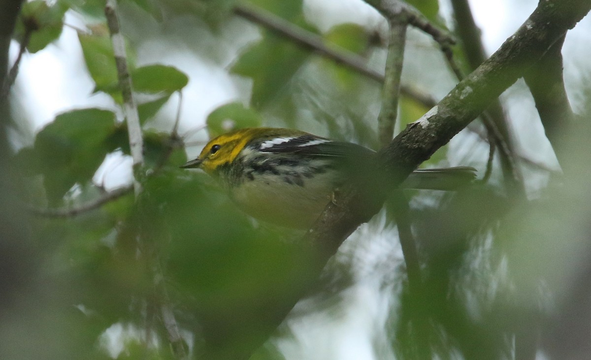 Black-throated Green Warbler - ML643416143