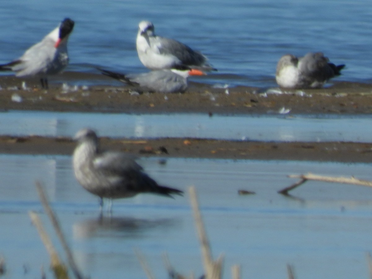 Caspian Tern - ML643416144
