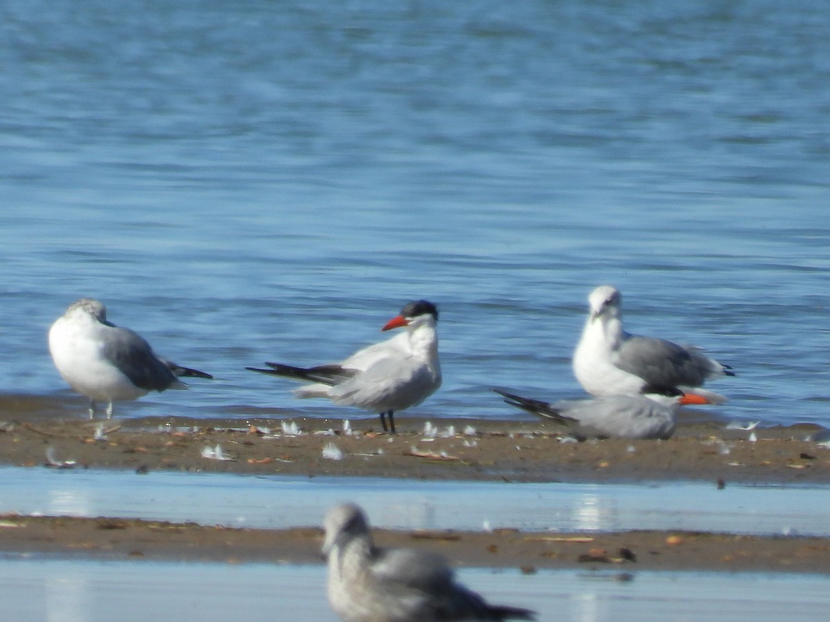 Caspian Tern - ML643416145