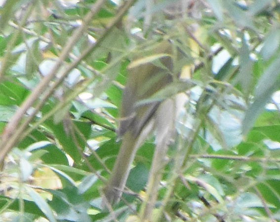 アカマユカラシモズ - ML643416152