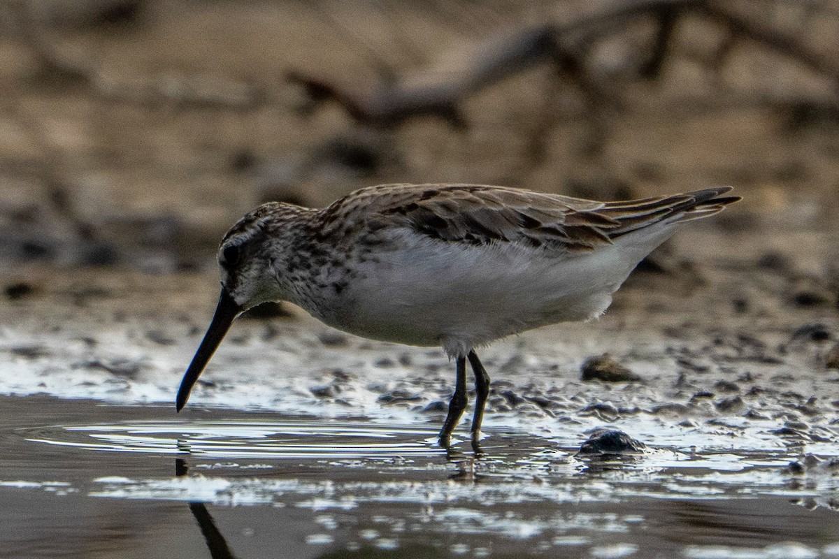 Broad-billed Sandpiper - ML643416156