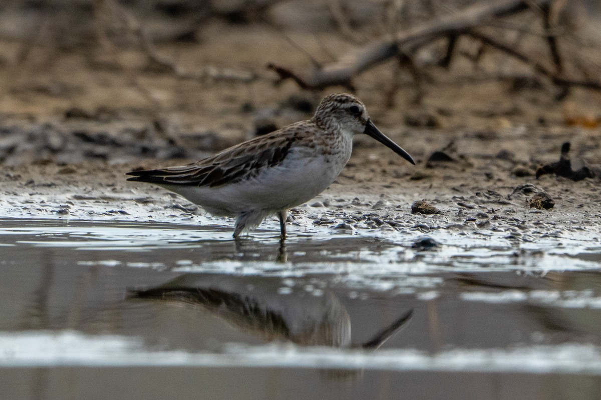 Broad-billed Sandpiper - ML643416157