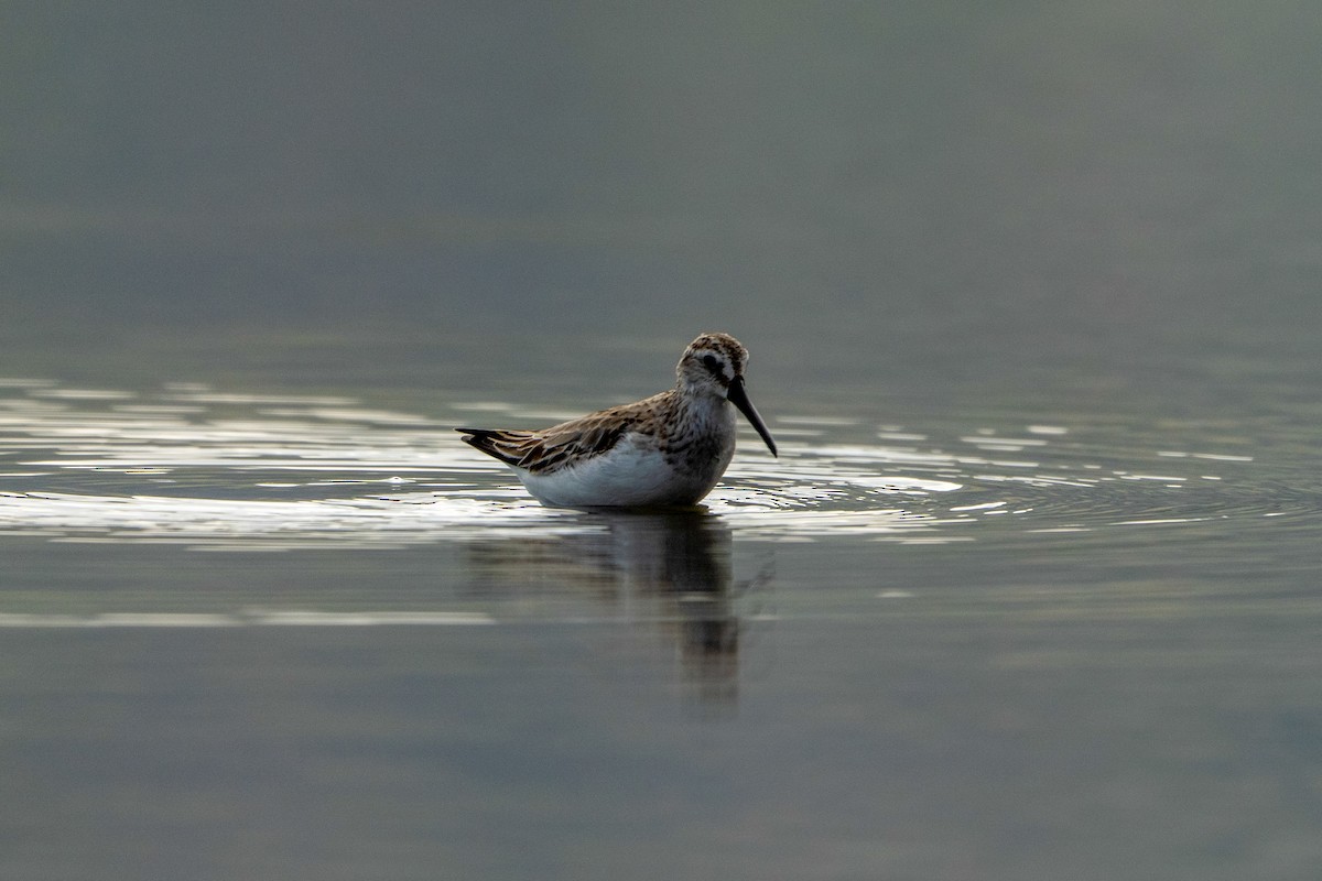 Broad-billed Sandpiper - ML643416159